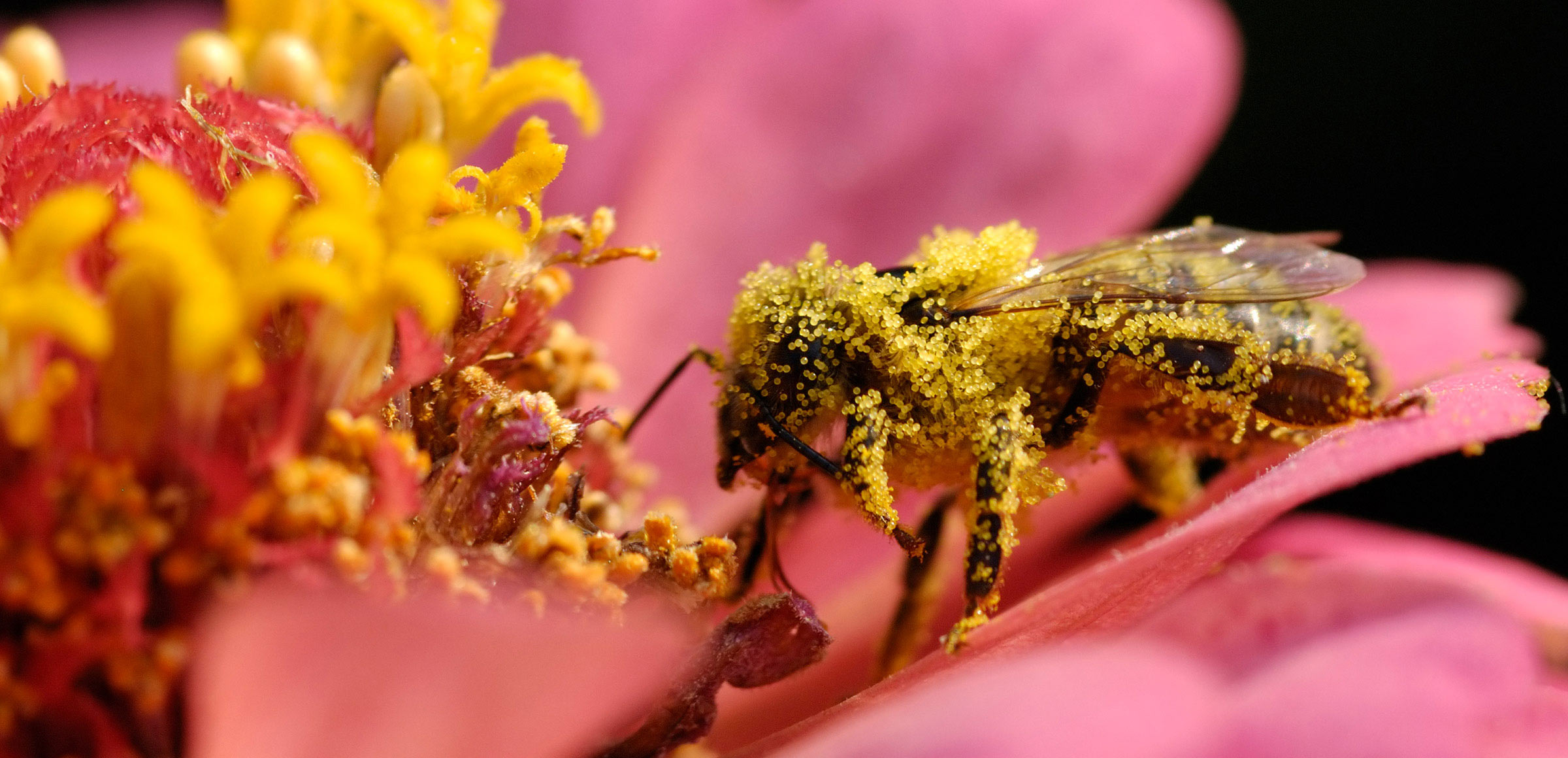 Le alterazioni dell'ecosistema, image size:2400x1160