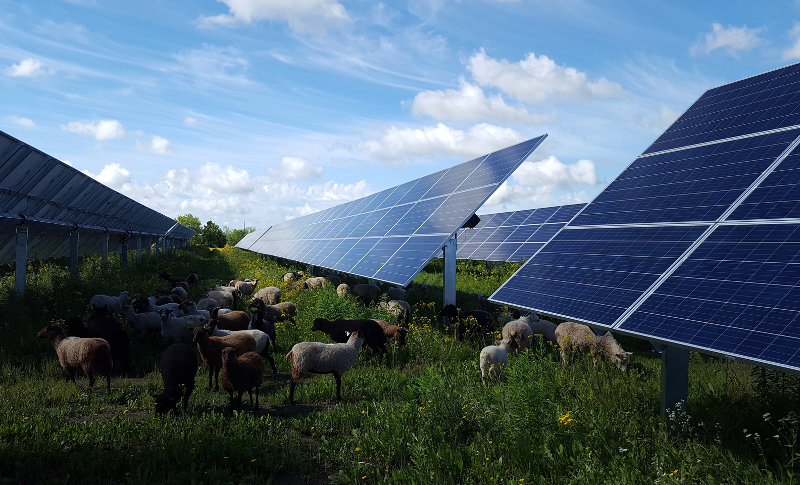Sheep beneath the panels of a photovoltaic plant